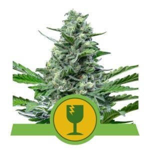 Royal Queen Seeds Royal Critical Auto - 3 seeds